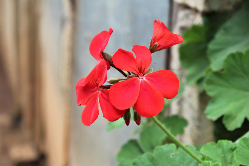 ROYAL GEM DECAF COLOMBIA FT-FLO ORGANIC CAUCA WOMEN'S COOPERATIVE ROYAL SELECT WATER PROCESS 50 LB - 31686-2 - SPOT RCWHSE