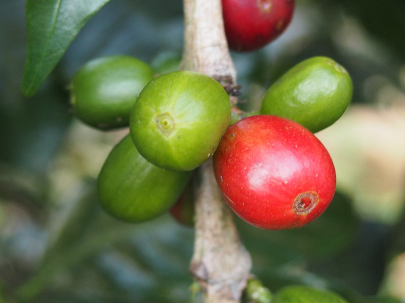 Decaf Ethiopia Natural Royal Select Swiss Water Process - 30140 - SPOT RCWHSE