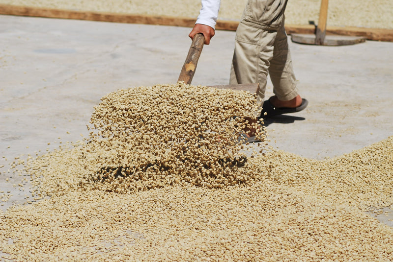 Decaf Honduras RFA-IP Copan Royal Select Water Process - *52572* - 26568 - SPOT RCWHSE