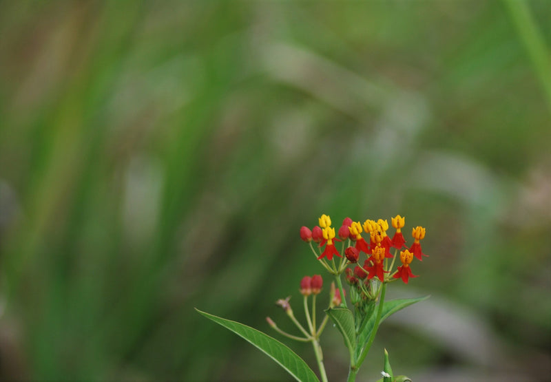 DECAF KOMODO ORGANIC ROYAL SELECT SWISS WATER PROCESS - *50055* - 24449 - SPOT RCWHSE