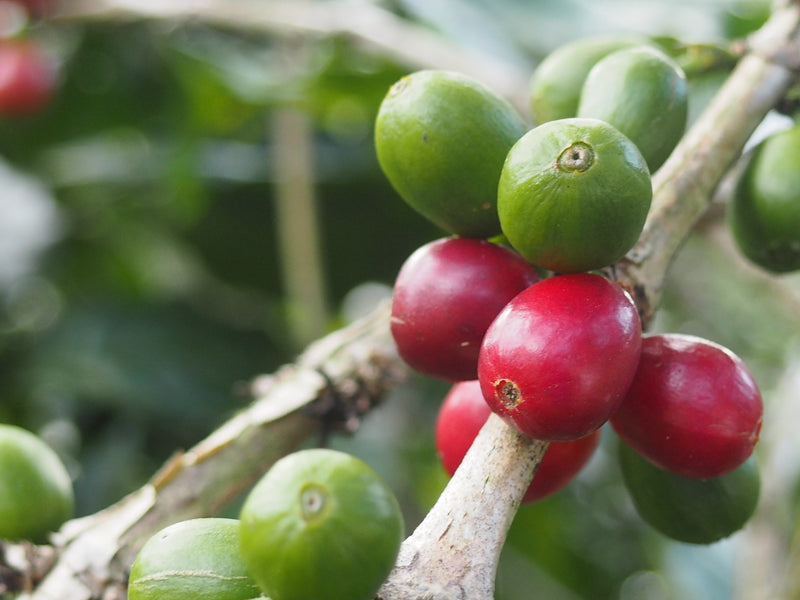Decaf Mexico Water Process HG - 28481 - SPOT RCWHSE