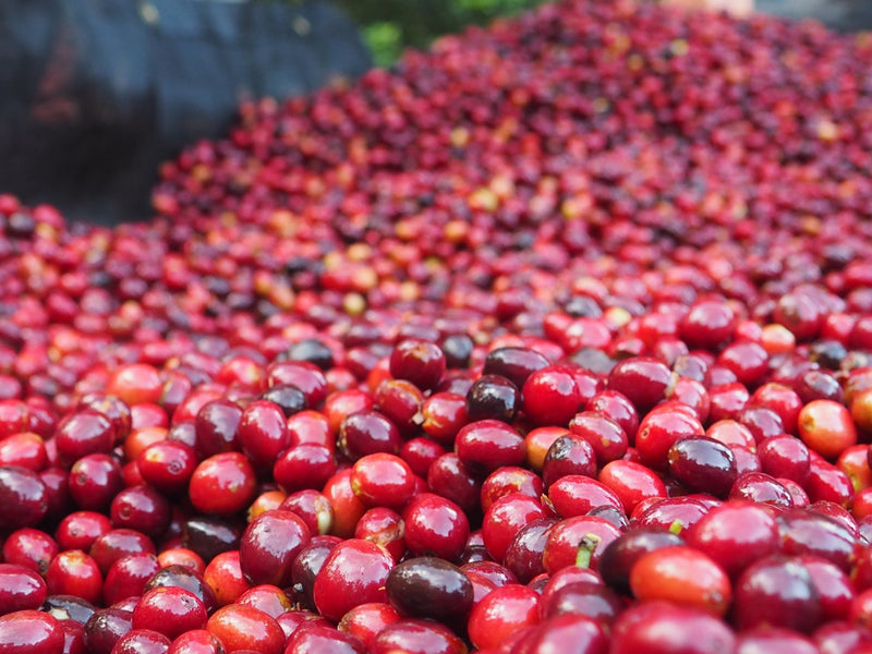 DECAF PERU ORGANIC ROYAL SELECT SWISS WATER PROCESS - 41064-1 - November 2026 Delivery - RCWHSE