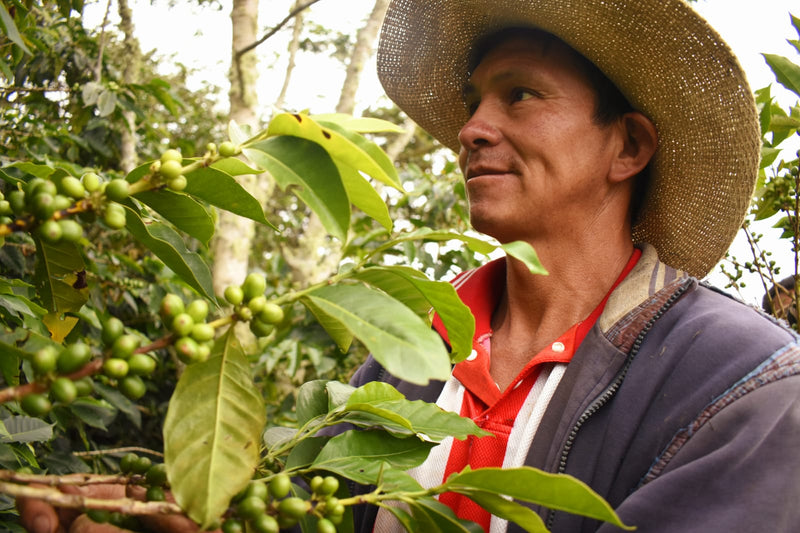 PERU ORGANIC CALLAYUC DEMETRIO PAREDES - *52067* - 27158 - GrainPro Bags - SPOT SEAFORTH