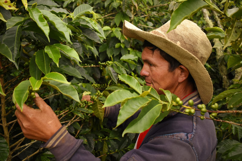 PERU ORGANIC SAN IGNACIO ALEJANDRO CONDESO - *52192* - 27155 - GrainPro Bags - SPOT RCWHSE