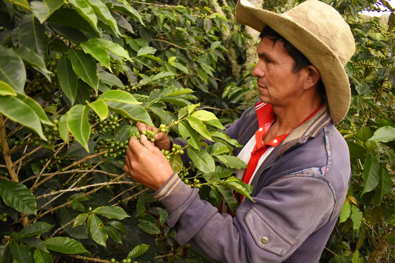 PERU ORGANIC SAN IGNACIO ALEJANDRO CONDESO - *52192* - 27155 - GrainPro Bags - SPOT RCWHSE