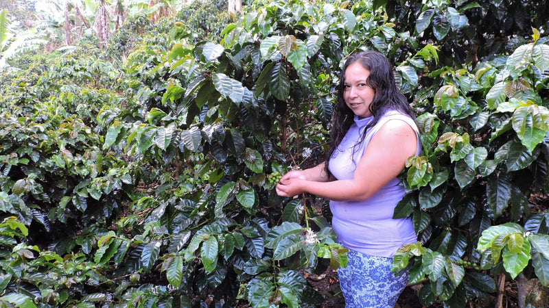 Colombia Narino La Union AA - 42014 - GrainPro Bags - September 2026 Shipment - SEAFORTH