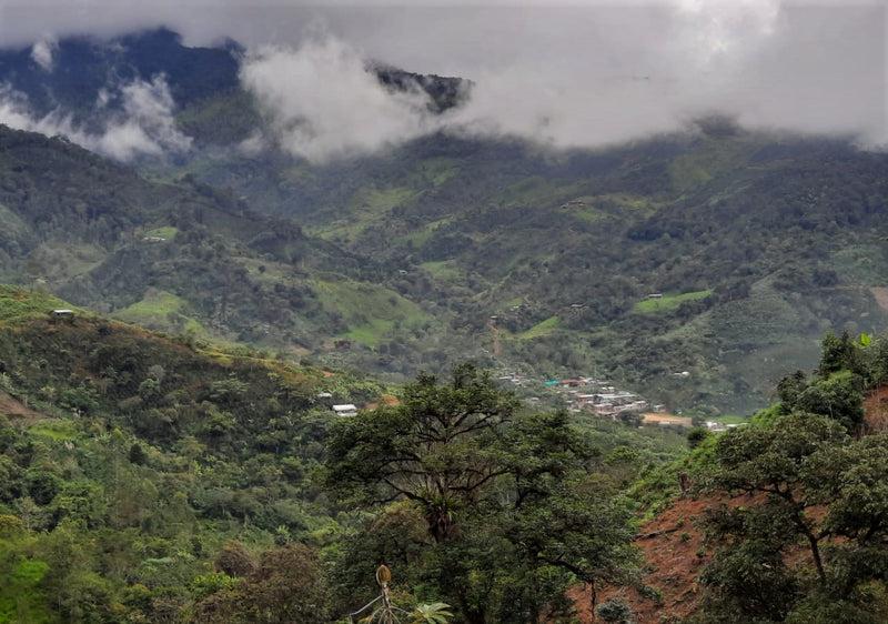 PERU ORGANIC CAJAMARCA DIAMANTE FAMILIA FLORES - *51241* - 24972 - GrainPro Bags - SPOT RCWHSE