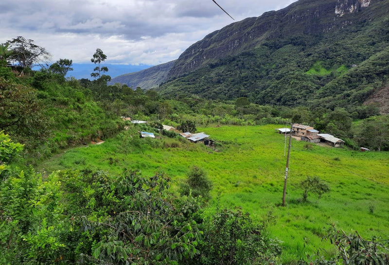 PERU ORGANIC CAJAMARCA DIAMANTE FAMILIA FLORES - *51241* - 24972 - GrainPro Bags - SPOT RCWHSE