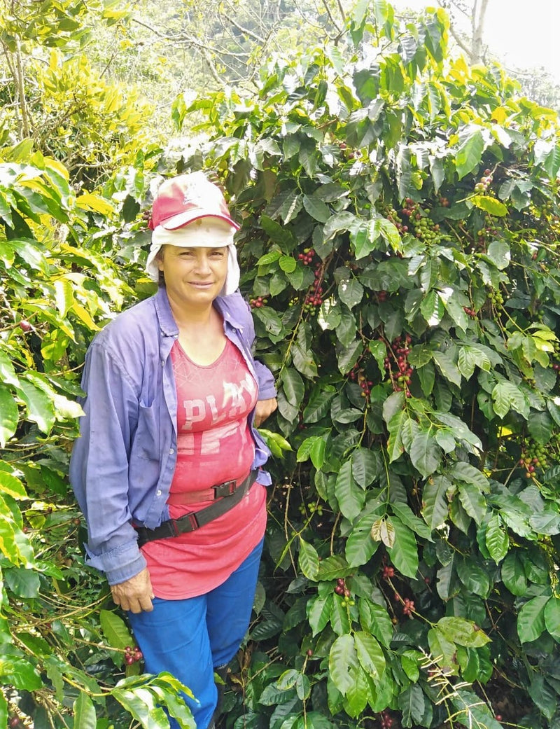 COLOMBIA ORGANIC SOUTH HUILA ESPECIAL - *50039R* - 25257 - 70.1 kg GrainPro Bags - SPOT RCWHSE