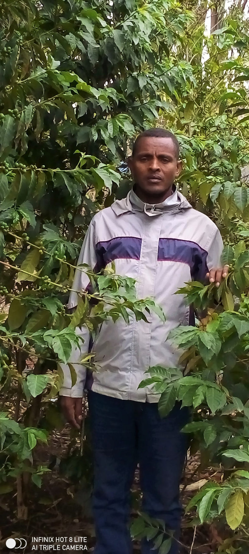 Ethiopia Sidama 1 Natural Chire Kumburta Daniel Tunsisa - 28447 - GrainPro Bags - SPOT RCWHSE