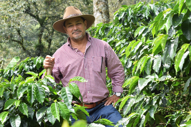 HONDURAS FT ORGANIC DAVID CARDONA - *50966* - 25380 - GrainPro Bags - SPOT RCWHSE