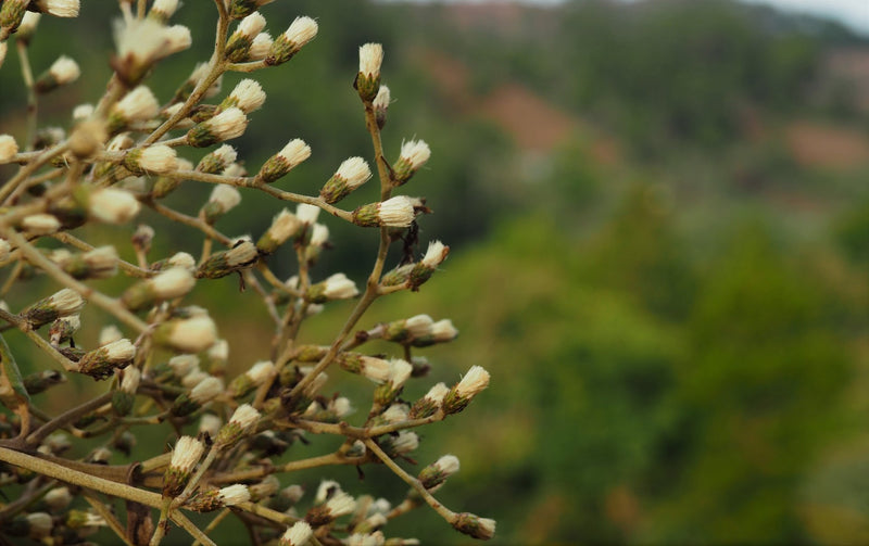 HONDURAS FT ORGANIC DAVID CARDONA - *50966* - 25380 - GrainPro Bags - SPOT RCWHSE