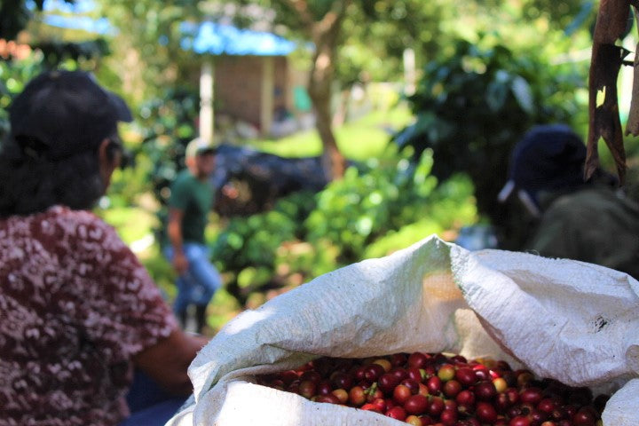 Royal Gem Decaf Colombia Rainbow EA Natural Process 50 Lb - 29822-3 - SPOT RCWHSE