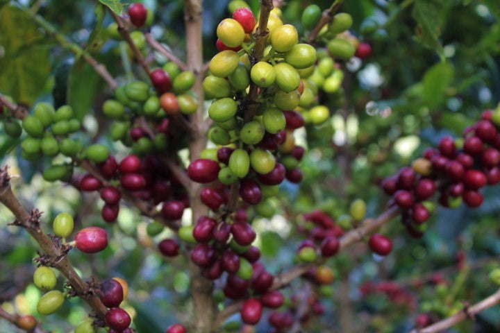 Decaf Colombia Rainbow EA Natural Process - 29822-5 - GrainPro Bags - SPOT RCWHSE