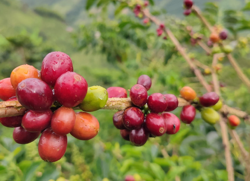 Decaf Colombia Rainbow EA Natural Process - 29822 - GrainPro Bags - SPOT RCWHSE
