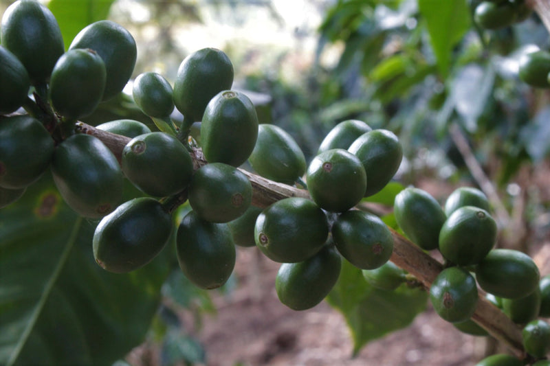 Decaf Colombia Rainbow EA Natural Process - 29822 - GrainPro Bags - SPOT RCWHSE