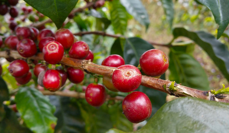 Decaf Ethiopia Sidamo 4 Natural EA Coffein - 29515-4 - SPOT COSEATAC