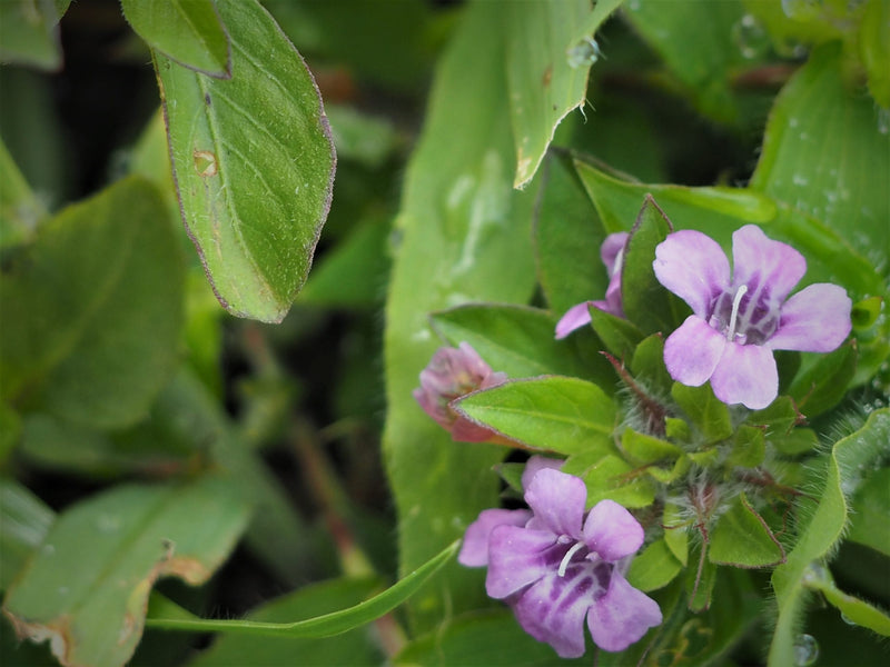 Panama Boquete Bajareque SHB EP - 37810-1 - SPOT COSEATAC