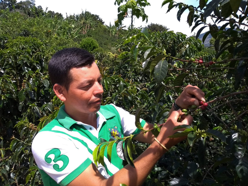 Colombia Cauca El Tambo AA - *51424* - 24956 - GrainPro Bags - SPOT RCWHSE