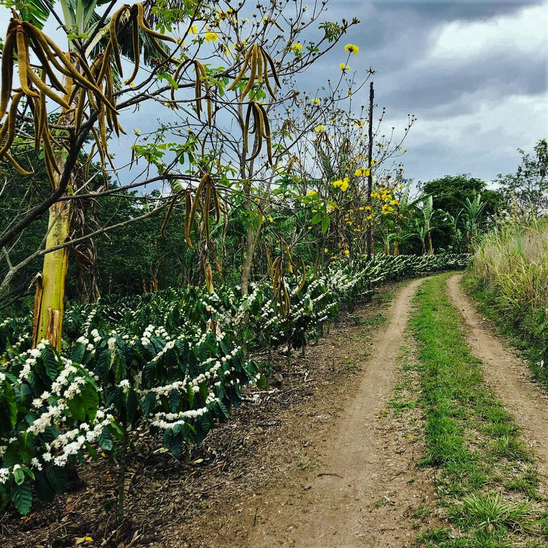 Guatemala Fraijanes Finca El Tambor - 37301 - GrainPro Bags - SPOT RCWHSE