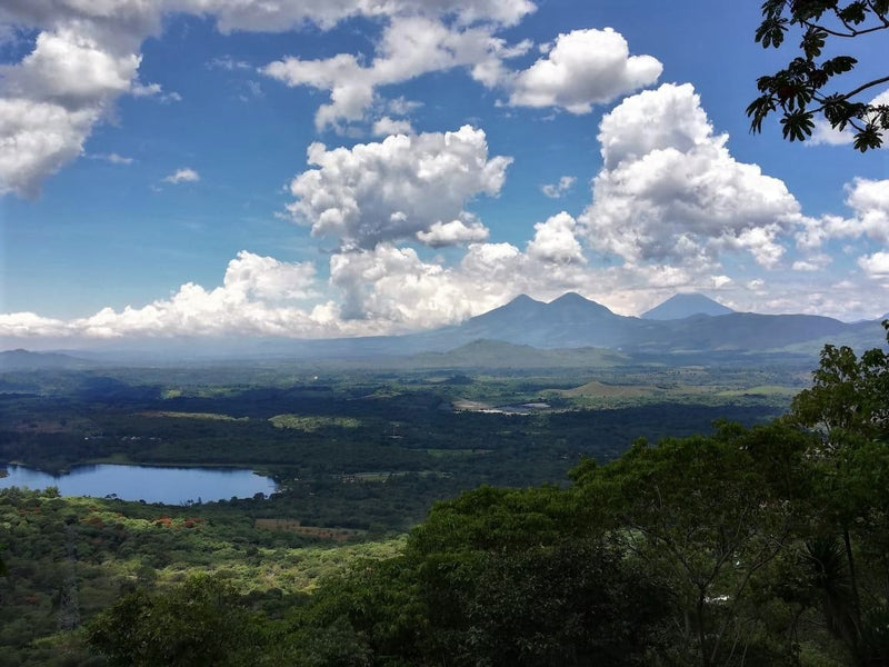 Guatemala Fraijanes Finca El Tambor - 37301 - GrainPro Bags - SPOT RCWHSE