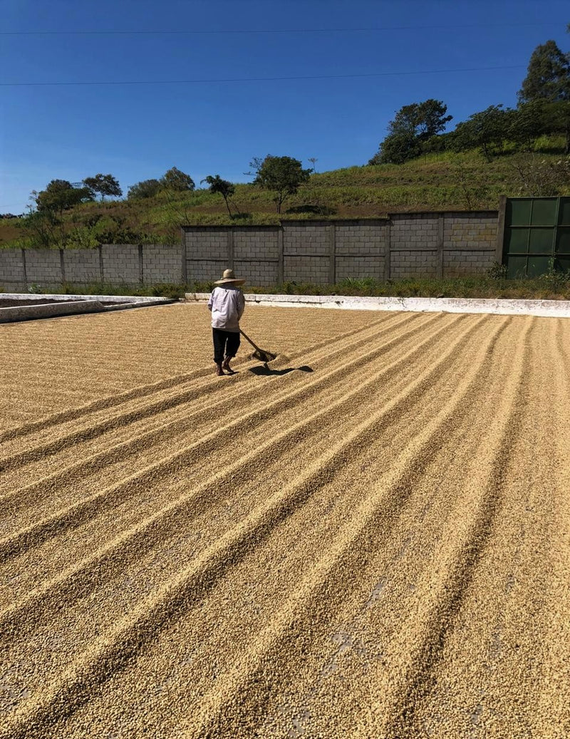 Guatemala Fraijanes Finca El Tambor - 37301 - GrainPro Bags - SPOT RCWHSE