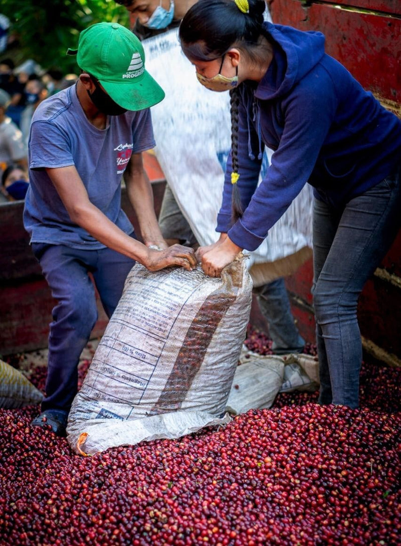 Guatemala Fraijanes Finca El Carmen - *50743* - 25588 - GrainPro Bags - SPOT RCWHSE