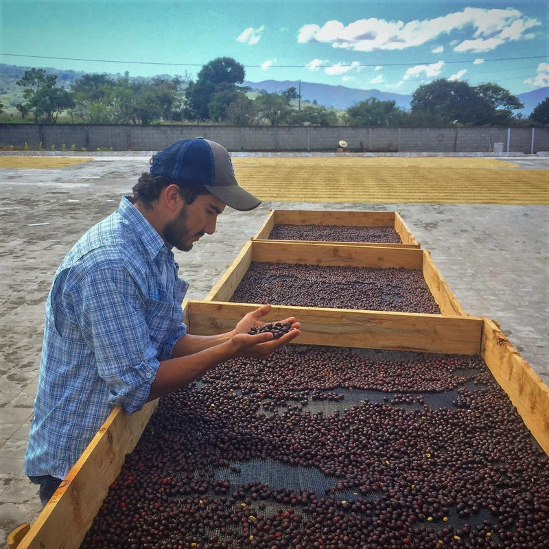 Guatemala Fraijanes Finca El Carmen - *50743* - 25588 - GrainPro Bags - SPOT RCWHSE
