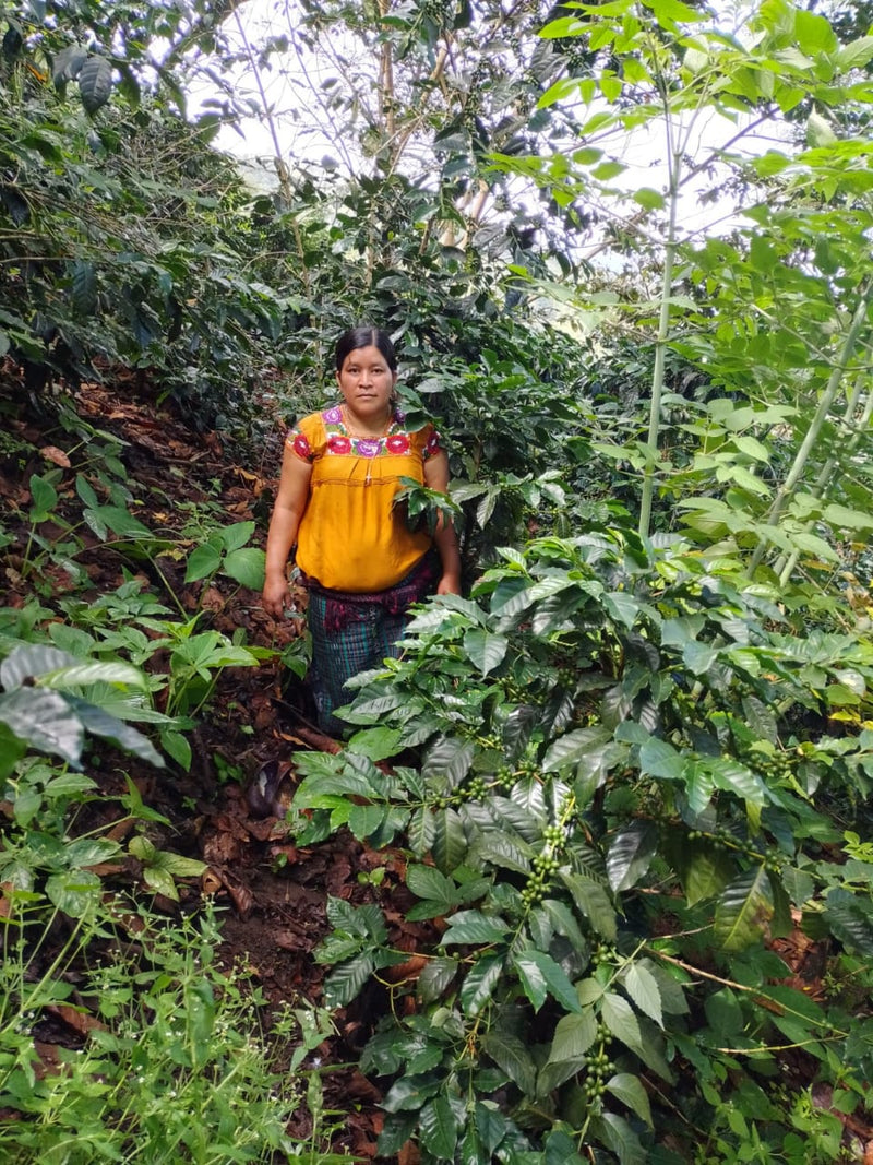 GUATEMALA FT-FLO ORGANIC EL GUAYA'B  MANOS DE MUJER SHB EP 83+ - 35603-1 - GrainPro Bags - SPOT SEAFORTH