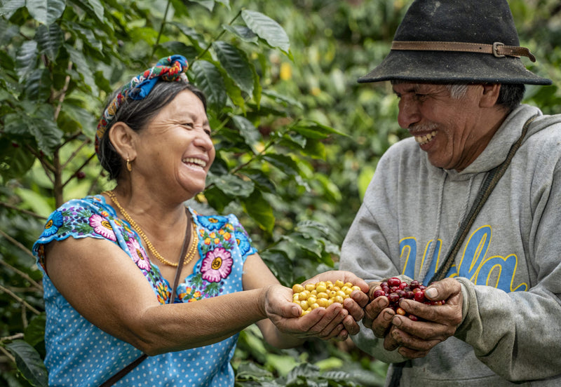 GUATEMALA FT-FLO ORGANIC EL GUAYA'B  MANOS DE MUJER SHB EP 83+ - 35603 - GrainPro Bags - SPOT RCWHSE