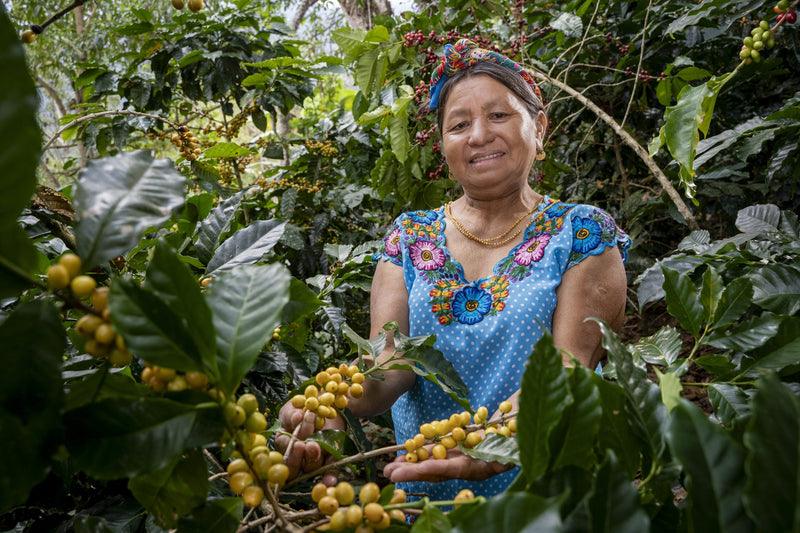 GUATEMALA FT-FLO ORGANIC EL GUAYA'B  MANOS DE MUJER SHB EP 83+ - 35603 - GrainPro Bags - SPOT RCWHSE