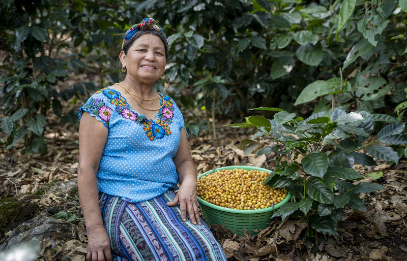 GUATEMALA FT-FLO ORGANIC EL GUAYA'B  MANOS DE MUJER SHB EP 83+ - 35603-1 - GrainPro Bags - SPOT SEAFORTH