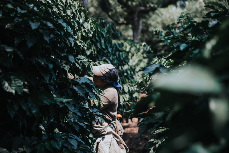 Guatemala RFA Genuine Antigua Finca El Tempixque Natural - 31733 - Ecotact Bags - SPOT RCWHSE