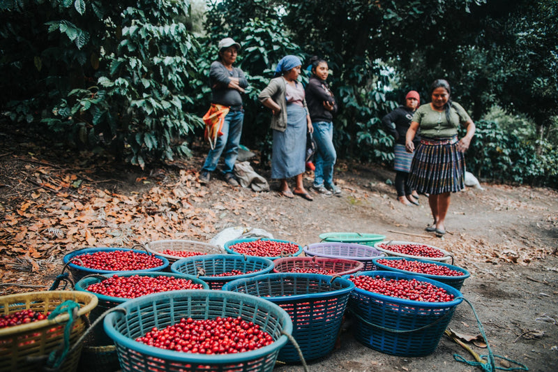 Guatemala RFA Genuine Antigua Finca El Tempixque - 34185 - Ecotact Bags - SPOT RCWHSE