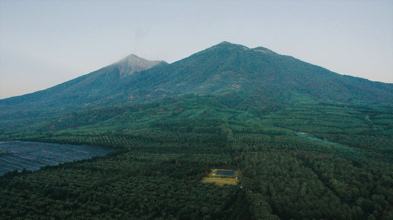 Guatemala RFA Genuine Antigua Finca El Tempixque - *50739* - 25589 - GrainPro Bags - SPOT RCWHSE