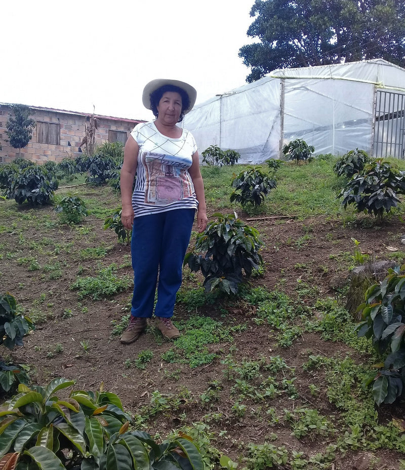 COLOMBIA ORGANIC SOUTH HUILA ESPECIAL - *50039R* - 25257 - 70.1 kg GrainPro Bags - SPOT RCWHSE