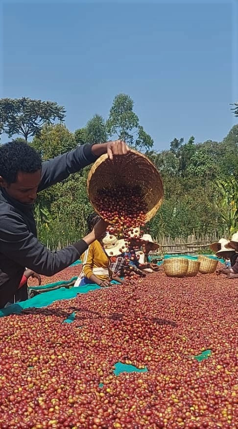 Ethiopia Bench Sheko 3 Natural - 28564 - SPOT RCWHSE
