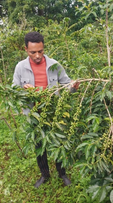 Ethiopia Bench Sheko 3 Natural - 28564 - SPOT RCWHSE