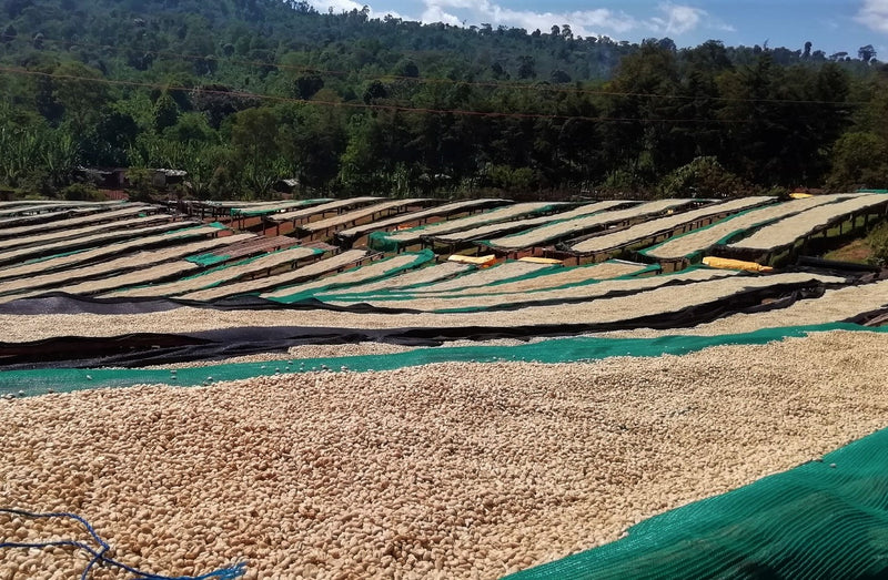 Ethiopia Gedeb Gotiti Grade Zero Washed - 28154 - 30.0 kg Box/Vacuum Pack - SPOT SHANGHAI