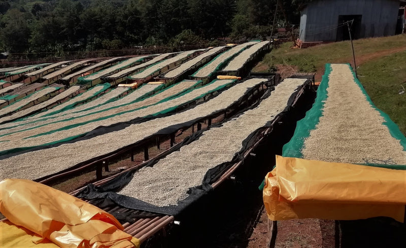 Ethiopia Gedeb Gotiti Grade Zero Washed - 28154 - 30.0 kg Box/Vacuum Pack - SPOT SHANGHAI