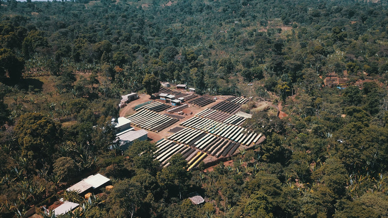 Crown Jewel Ethiopia Worka-Sakaro Wuri Washed Grade Zero - *CJ1435* - 24773 - SPOT RCWHSE
