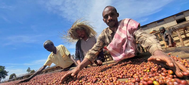 Ethiopia Guji 1 Supernatural Hambela Benti Nenka - 39077-1 - GrainPro Bags - SPOT COMIDWEST