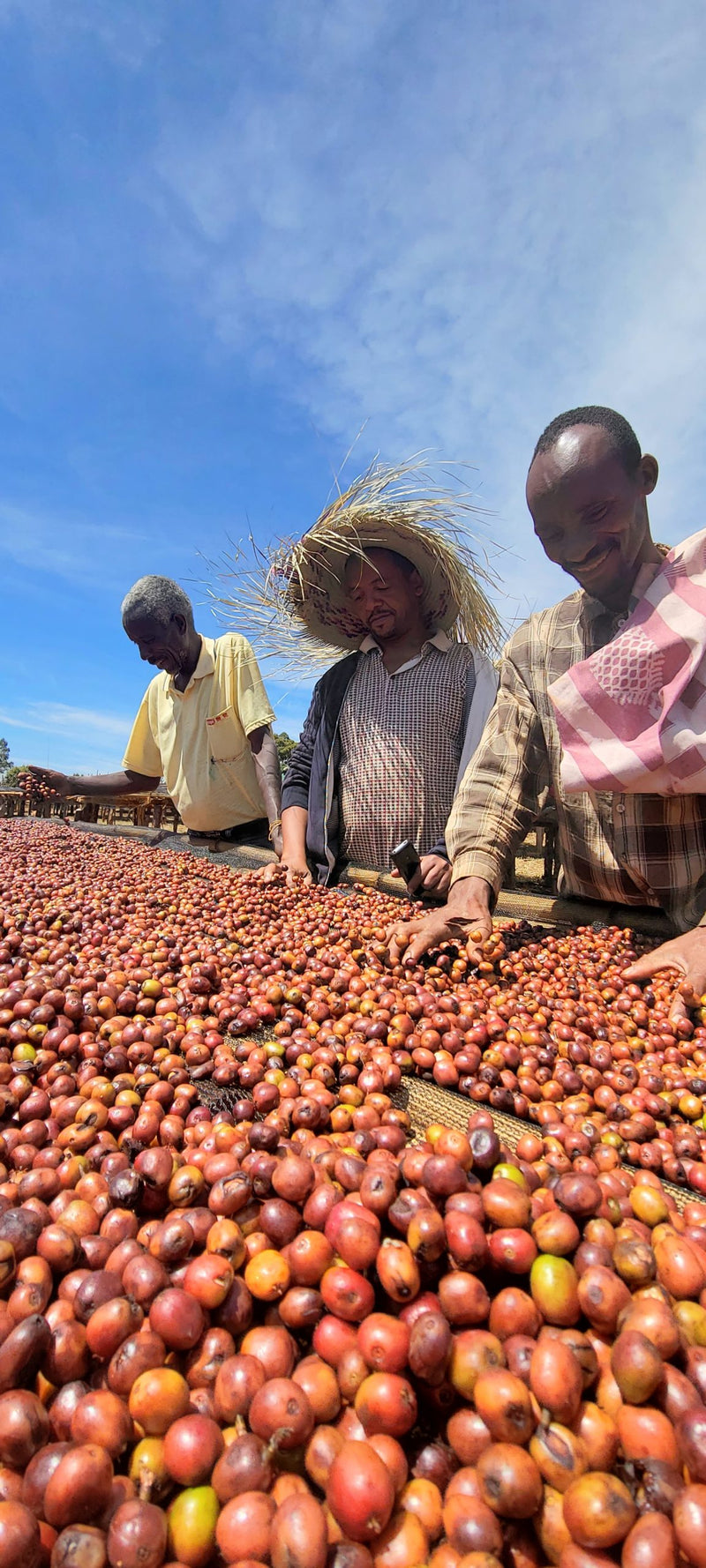 Ethiopia Guji 1 Supernatural Hambela Benti Nenka - 39077-2 - GrainPro Bags - SPOT COSEATAC