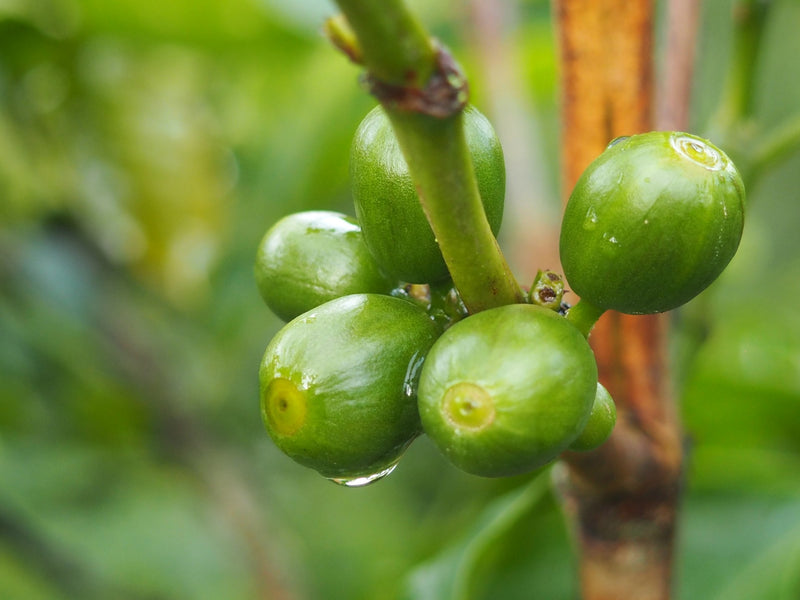 Ethiopia Guji 1 Natural Hambela 3 Day Anaerobic - 36826 - GrainPro Bags - SPOT RCWHSE