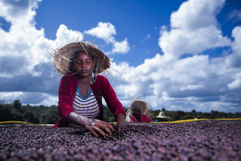 ETHIOPIA GUJI 1 NATURAL ORGANIC ALLONA - *50776* - 25131 - GrainPro Bags - SPOT RCWHSE