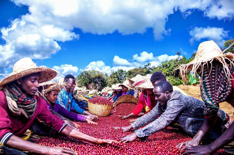 ETHIOPIA GUJI 1 NATURAL ORGANIC ALLONA - *50774* - 25129 - GrainPro Bags - SPOT RCWHSE