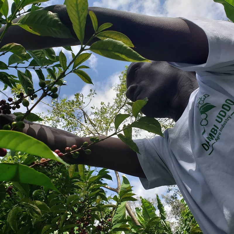 ETHIOPIA GUJI 1 NATURAL ORGANIC SHAKISO - *49767H* - 27673 - GrainPro Bags - SPOT DUPUYHOU
