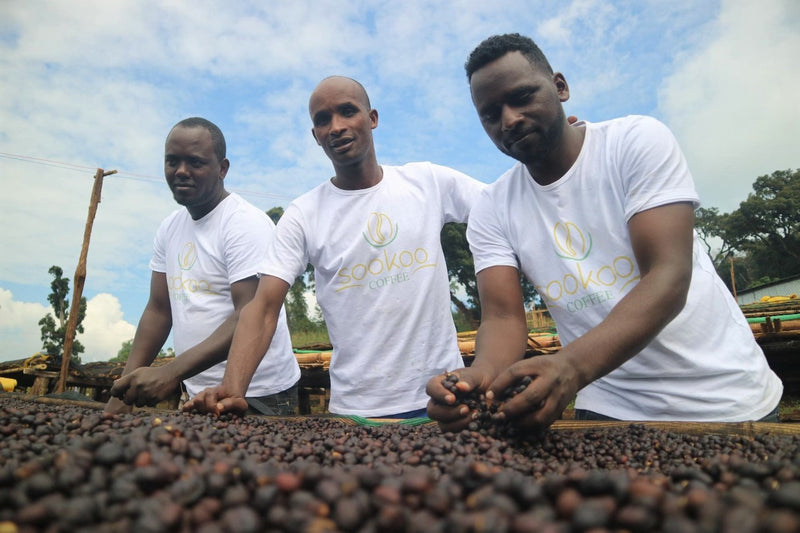 ETHIOPIA GUJI 1 NATURAL ORGANIC SHAKISO - *49767H* - 27673 - GrainPro Bags - SPOT DUPUYHOU