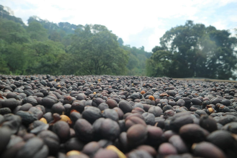 ETHIOPIA GUJI 1 NATURAL ORGANIC SHAKISO - *49767H* - 27673 - GrainPro Bags - SPOT DUPUYHOU