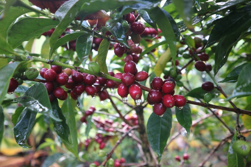 ETHIOPIA GUJI 1 NATURAL ORGANIC SHAKISO - *49767* - 25873 - GrainPro Bags - SPOT RCWHSE